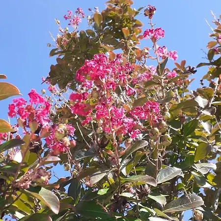 Drazena Buntin شقة Dolac