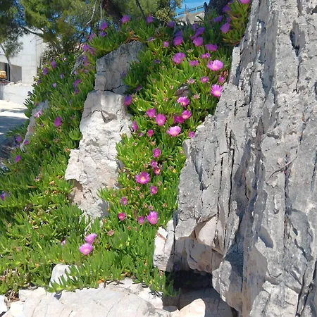 Appartement Drazena Buntin *