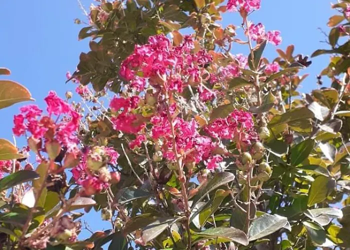 Drazena Buntin דירה Dolac