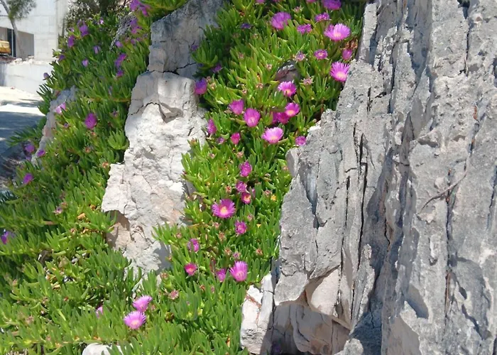 Appartement Drazena Buntin *